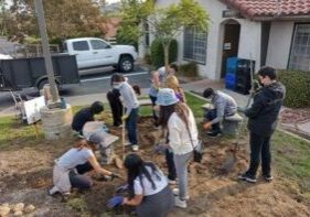 Birch-Tree-Planting_2